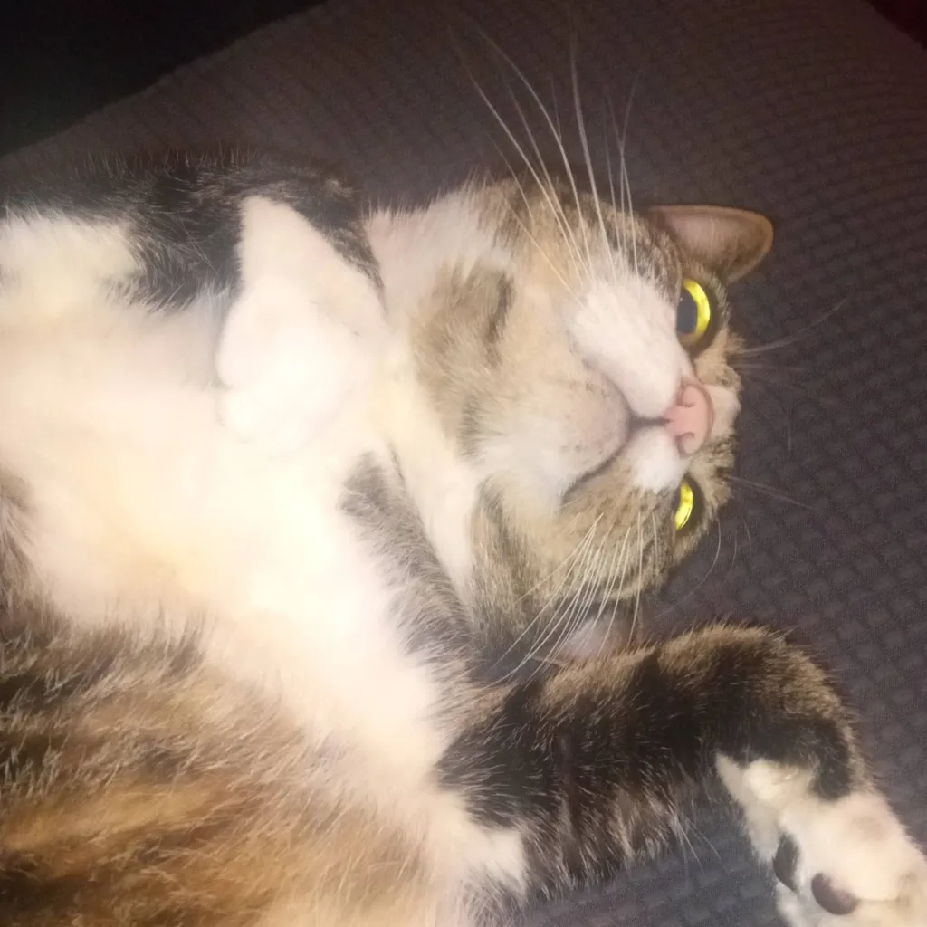 chat with ai character: my cat :)