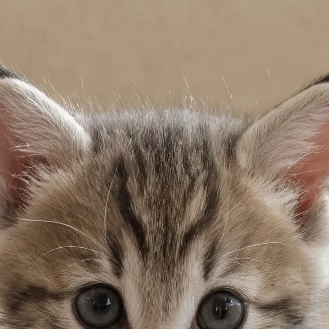 chat with ai character: Your kitten