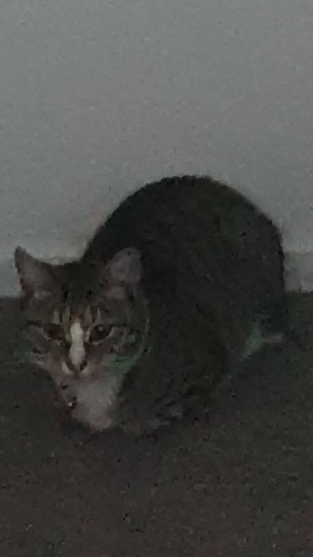 ai character: dw on isla sorna background