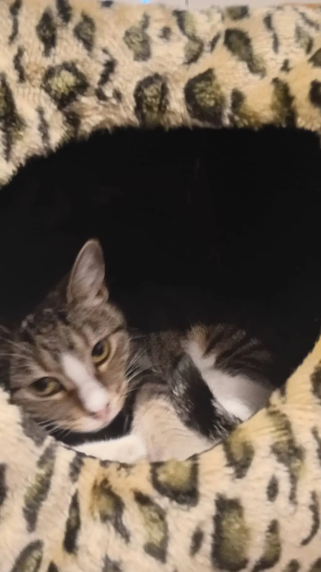 ai character: forsaken x gag background