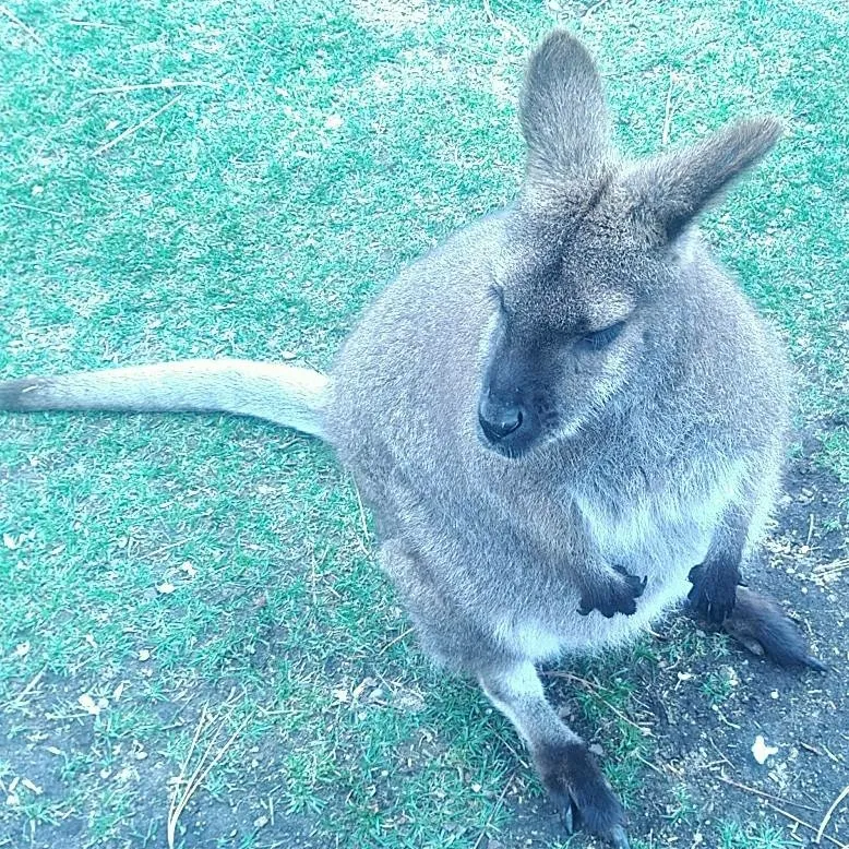 chat with ai character: Paw Patrol