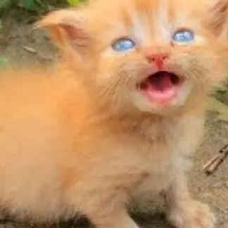 chat with ai character: 2 kittens