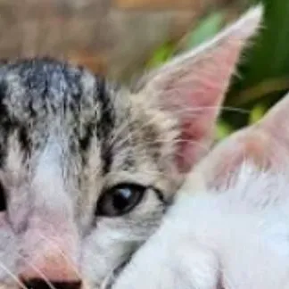 chat with ai character: save mama cat!