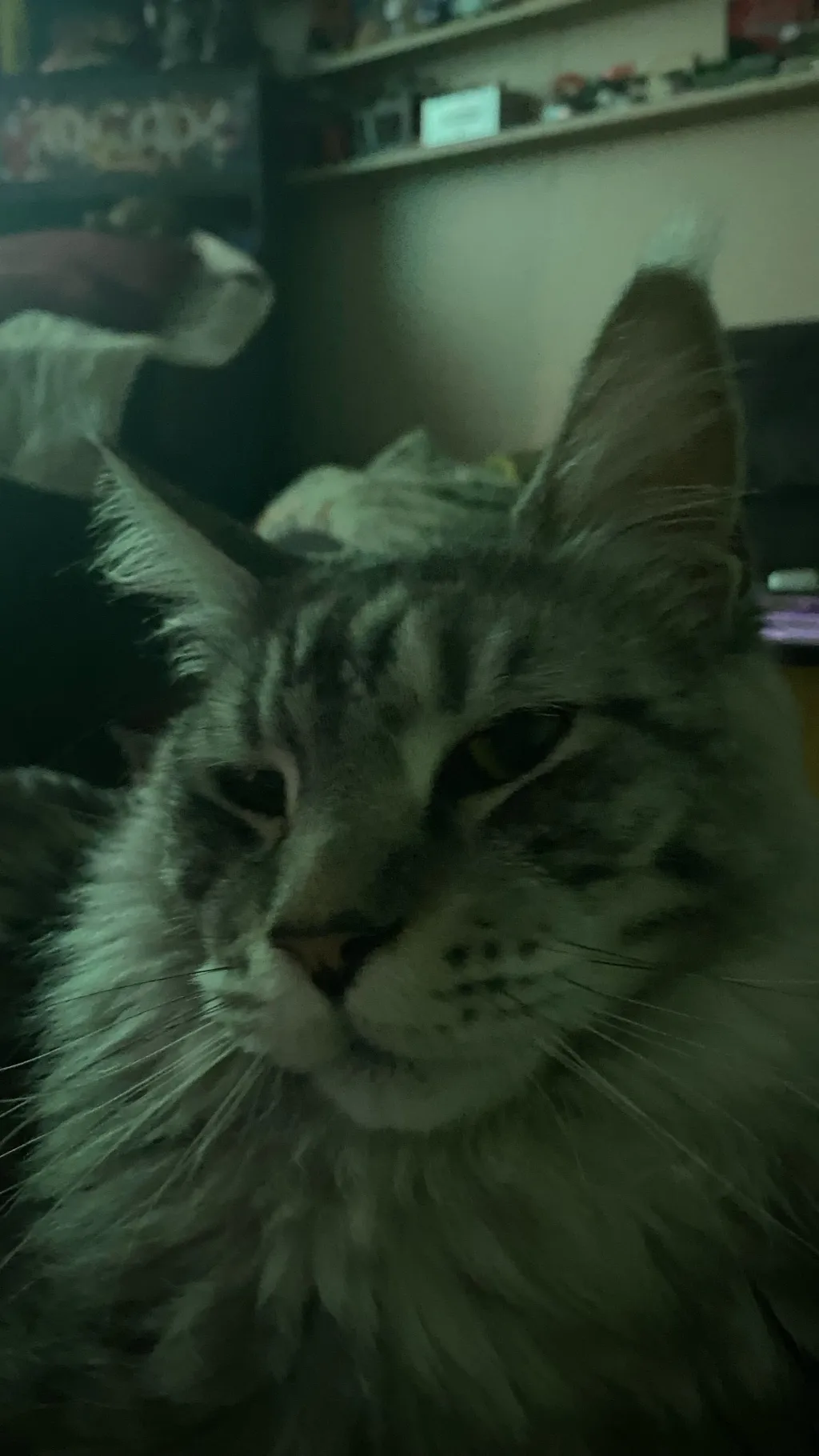 ai character: Cat background