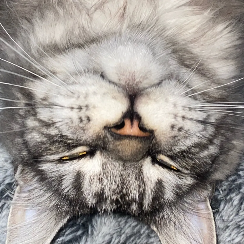 chat with ai character: kitty