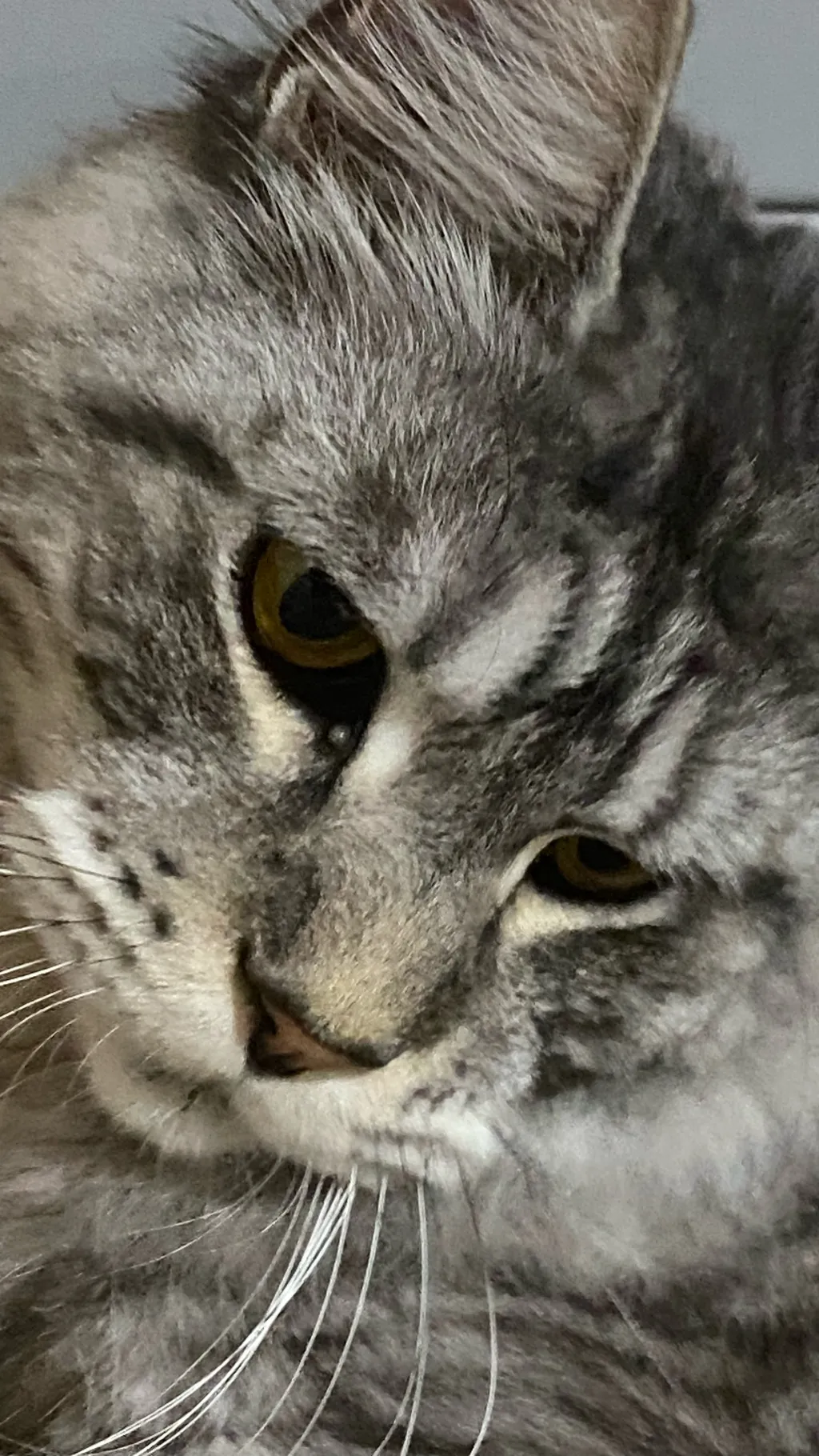 ai character: random ahh cat background