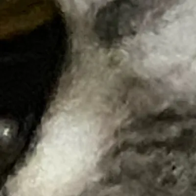 chat with ai character: random ahh cat