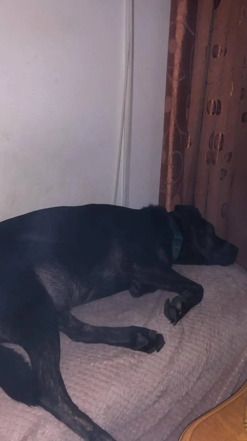 ai character: Boa (Dog) background