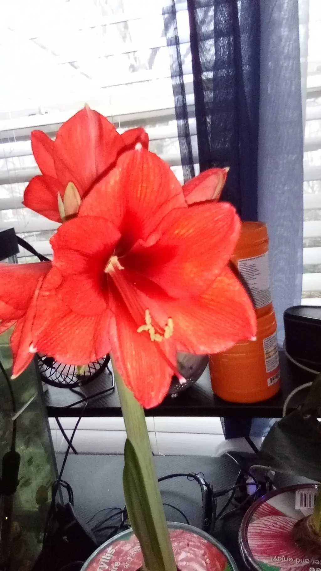 ai character: brainrot plant background