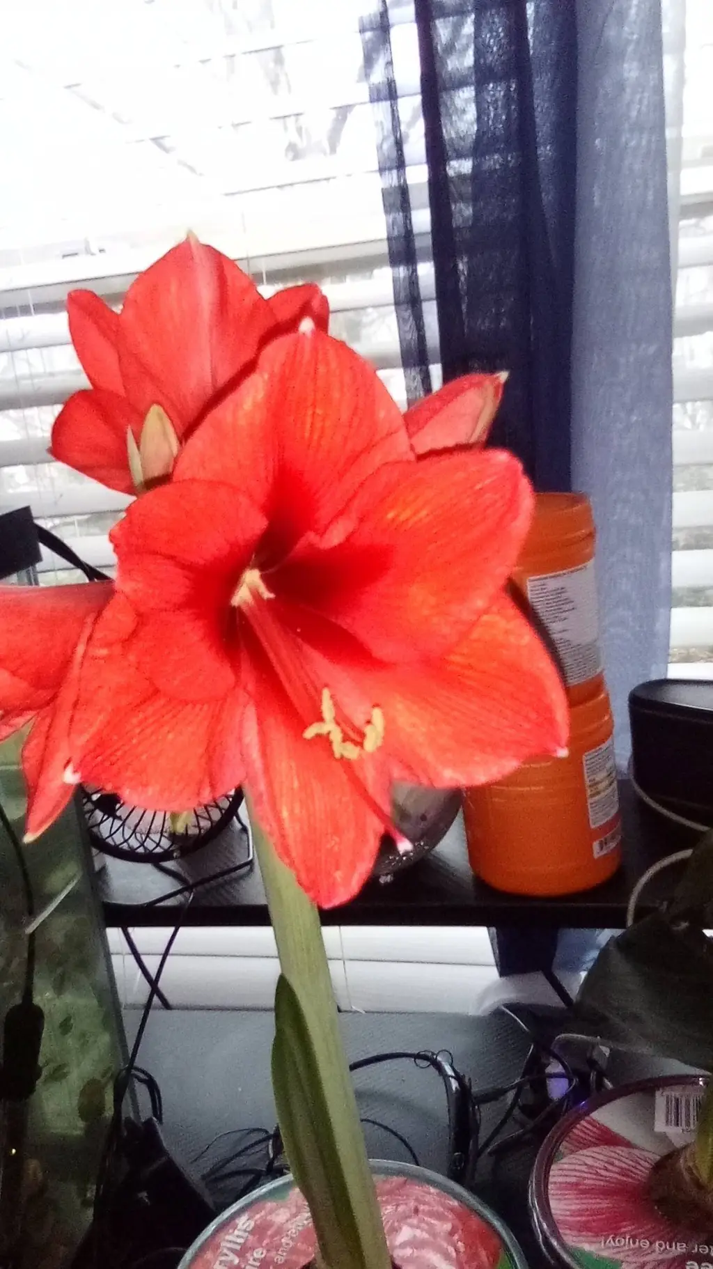 ai character: Homegrown background