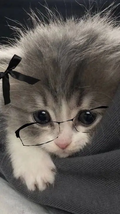 ai character: mini (՞  ܸ. .ܸ՞)︎♡ background