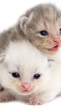 ai character: Kittens background