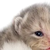 chat with ai character: Kittens