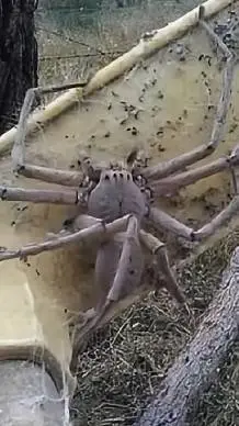 ai character: Huntsman Spider background