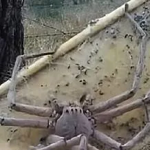 chat with ai character: Huntsman Spider