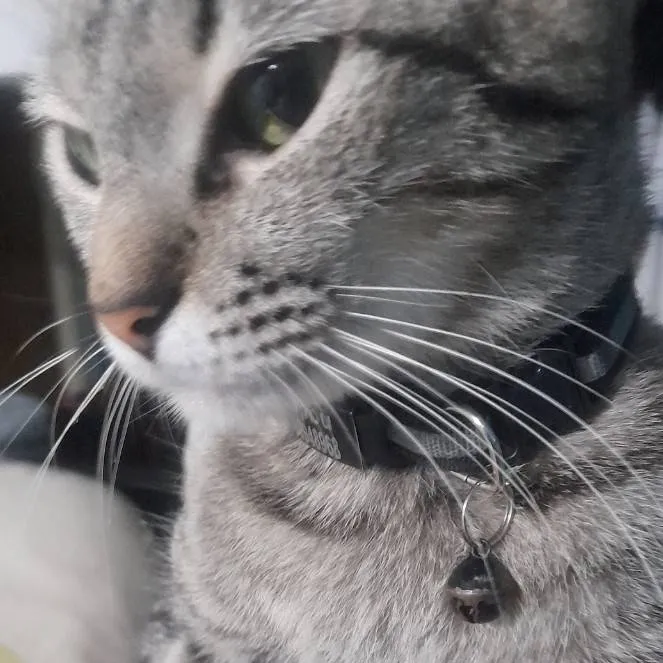 chat with ai character: Yeopbu