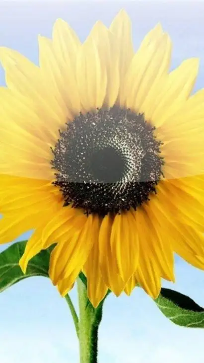 Talkie AI - Chat with Sunflower