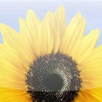 chat with ai character: Sunflower