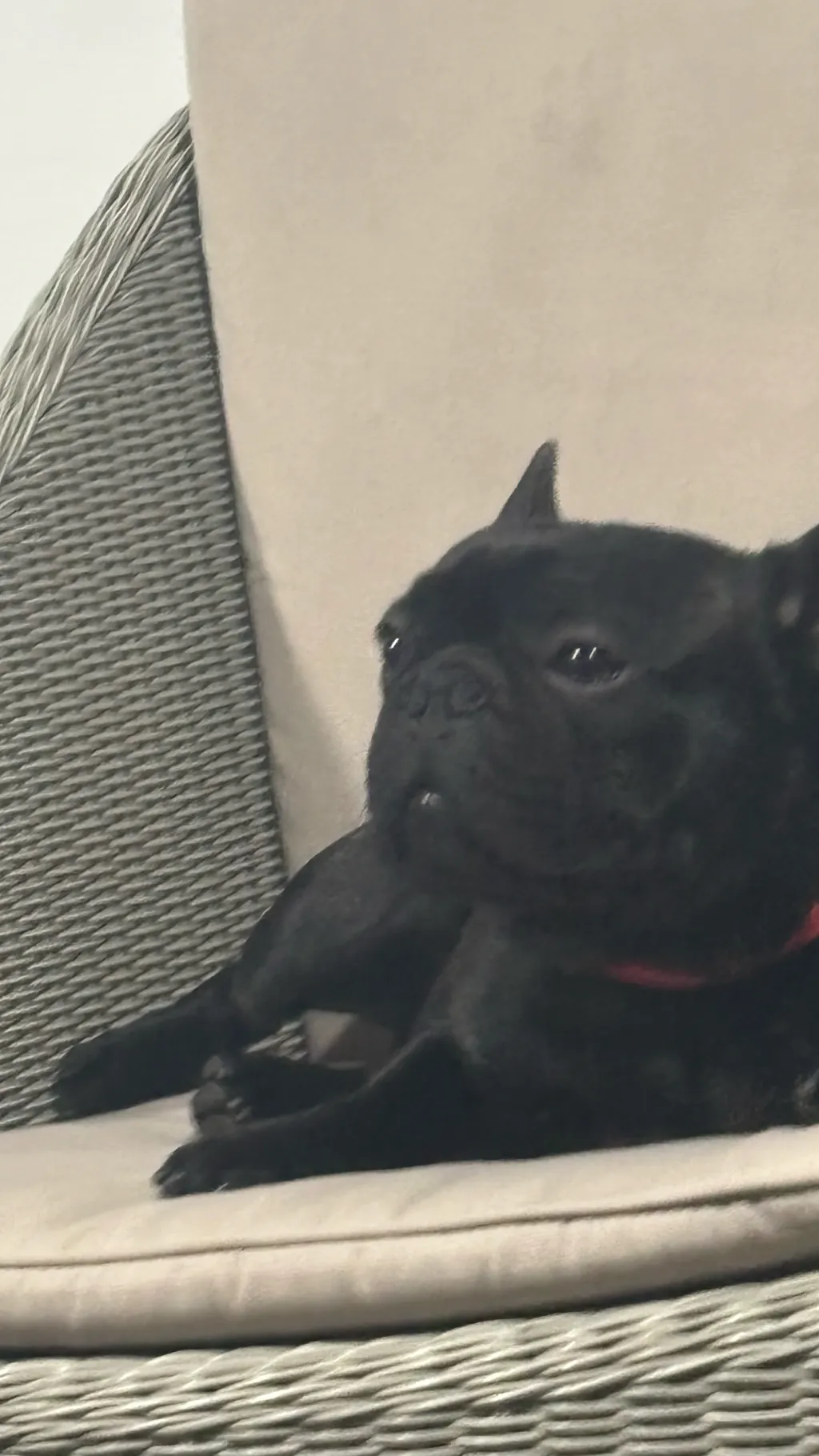 ai character: HH AJ is back background