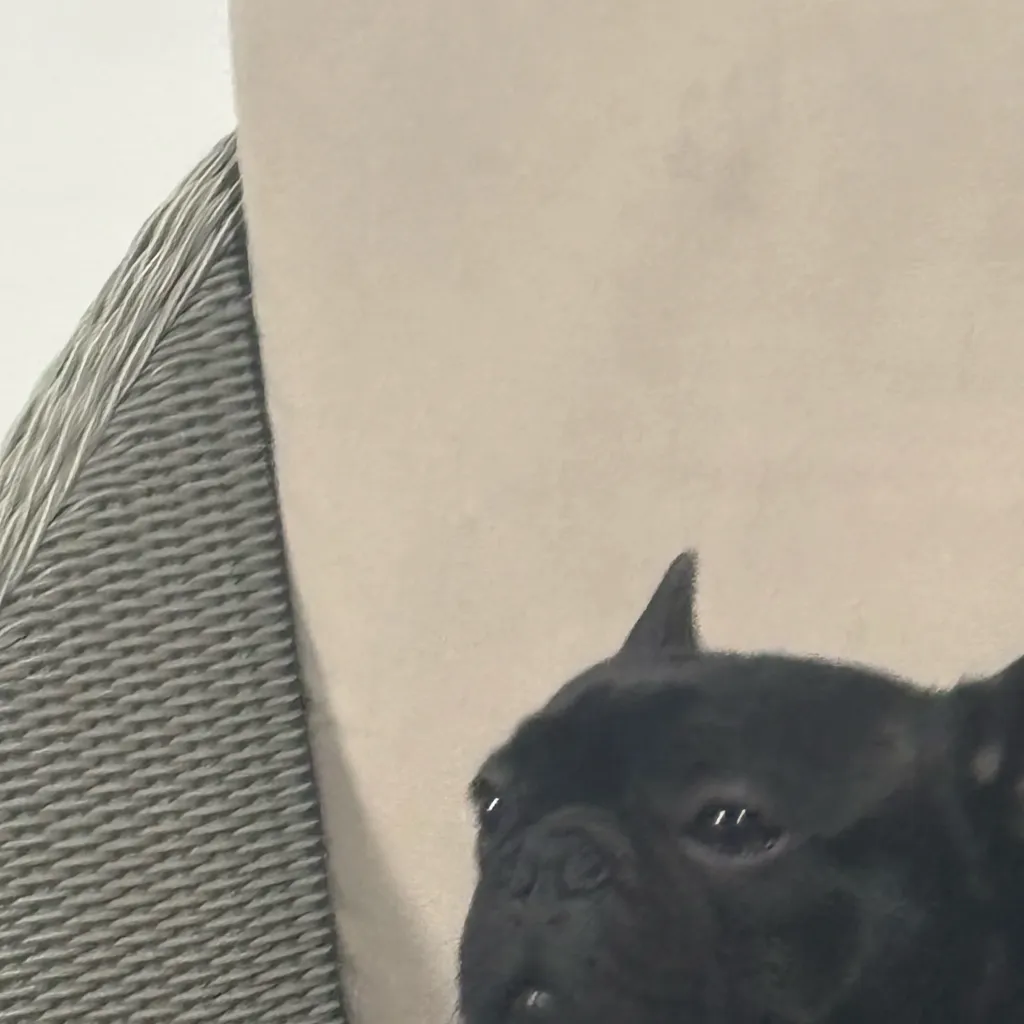 chat with ai character: HH AJ is back