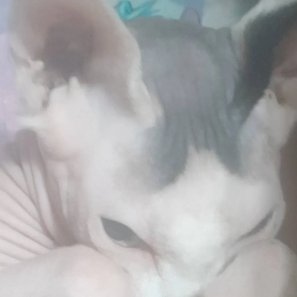 chat with ai character: hairless cat