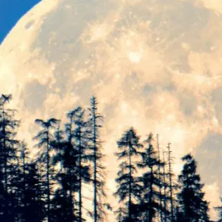 chat with ai character: Mad kitty cat