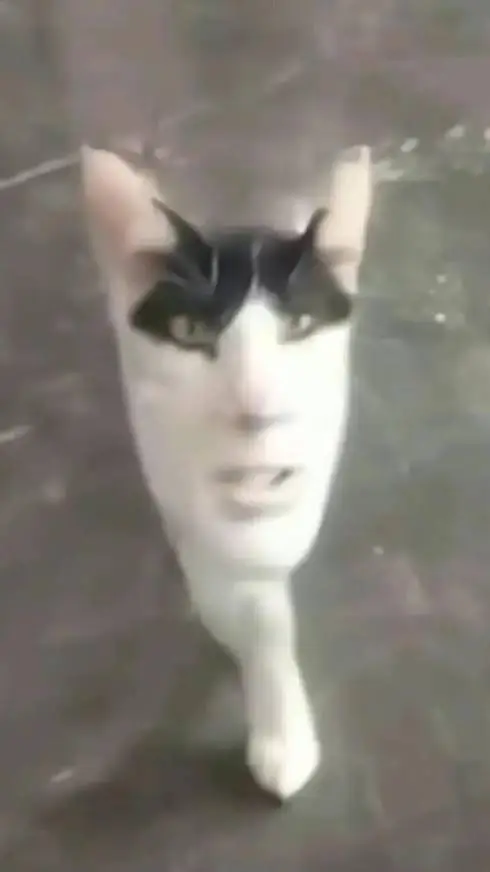 ai character: One foot cat background