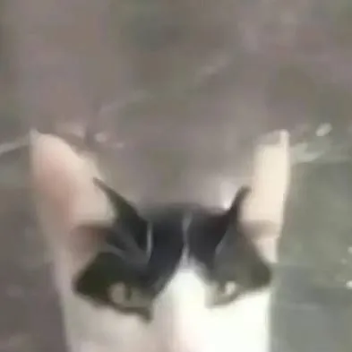 chat with ai character: One foot cat