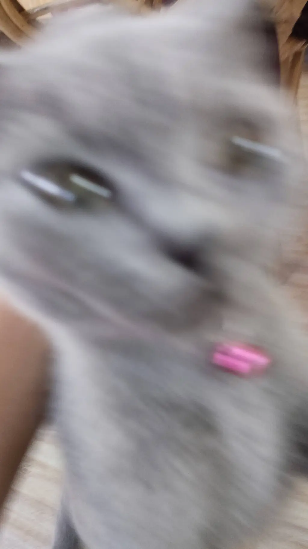 ai character: ti mi cat background