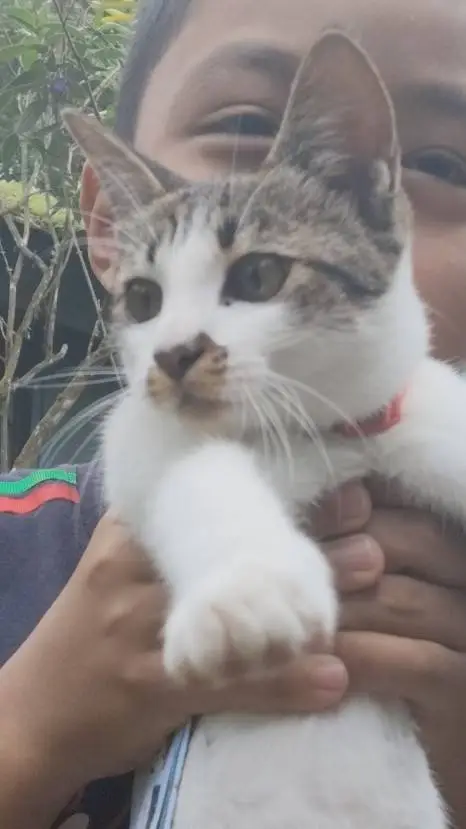 ai character: dumb cat background