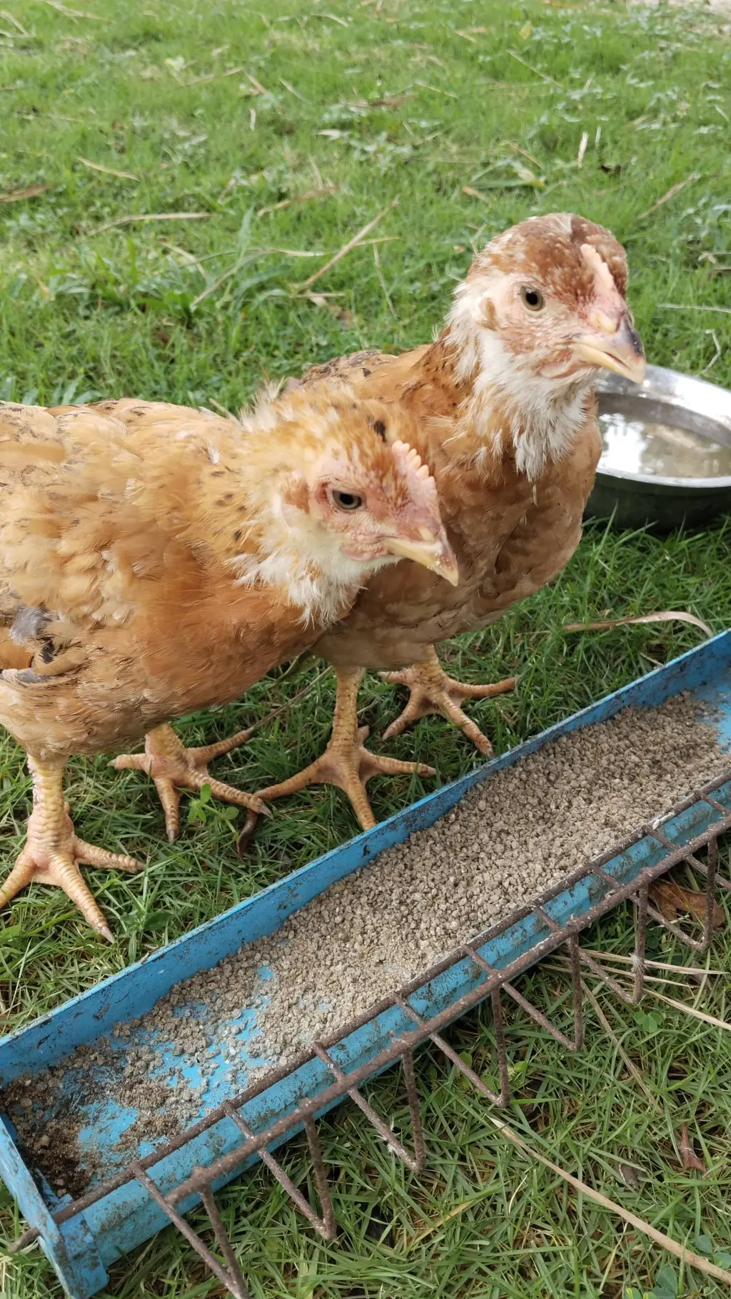 ai character: 2 little chicken background