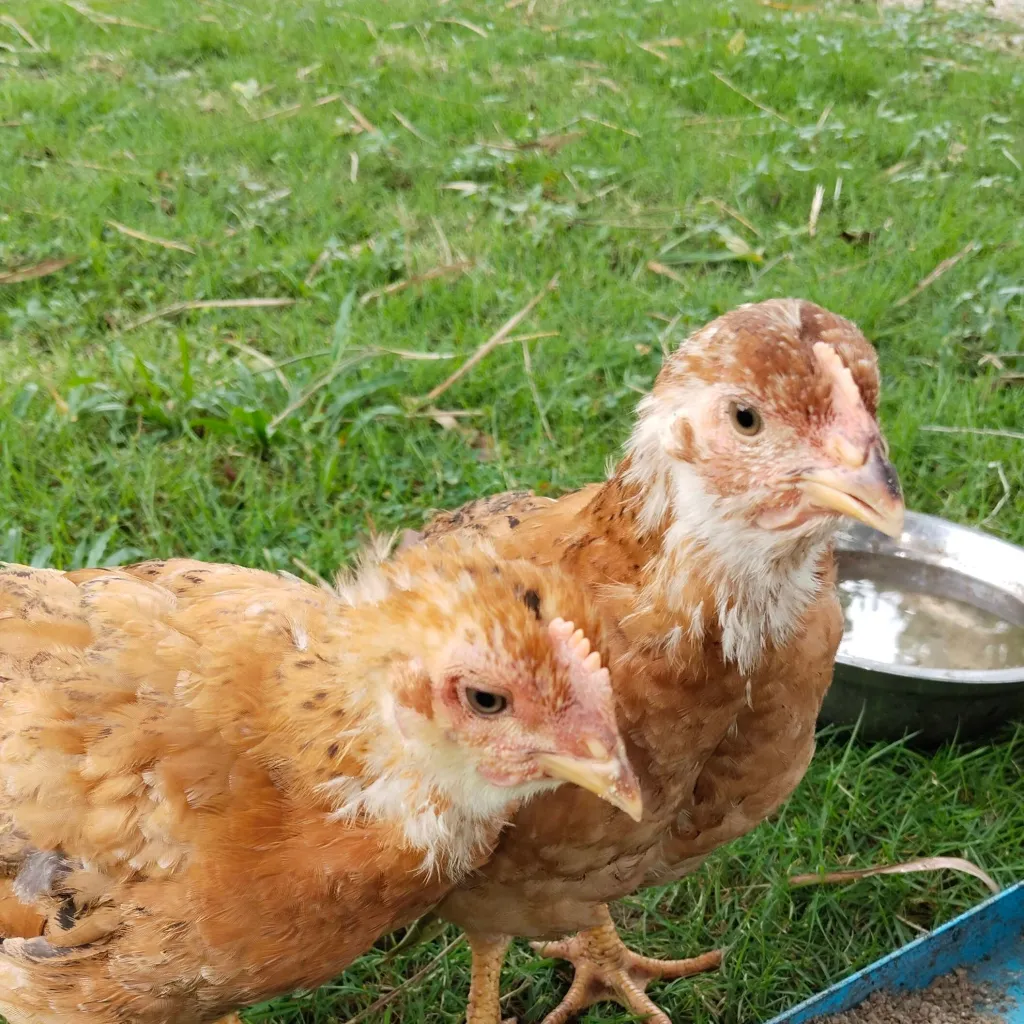 chat with ai character: 2 little chicken