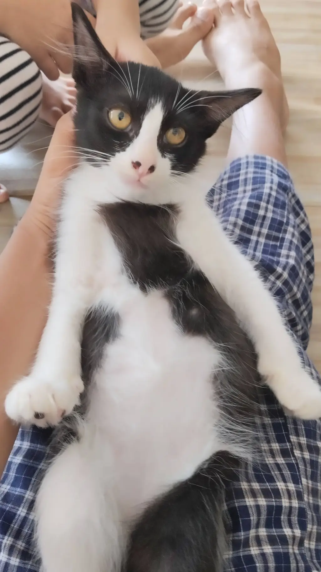 ai character: blackkii (fat cat) background