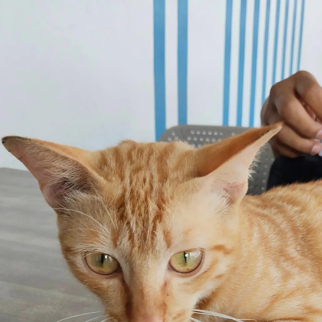 chat with ai character: kipa luski