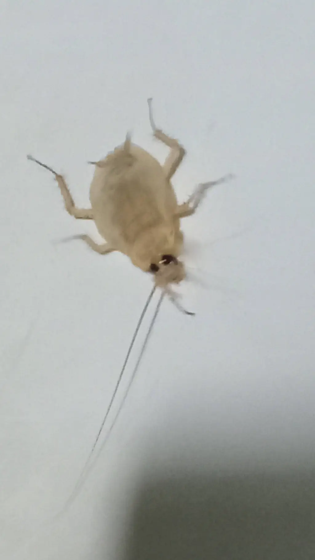 ai character: White Cockroach background