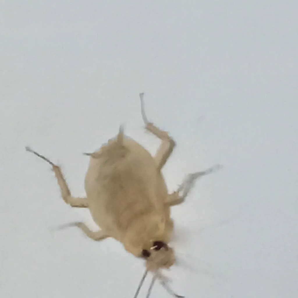 chat with ai character: White Cockroach