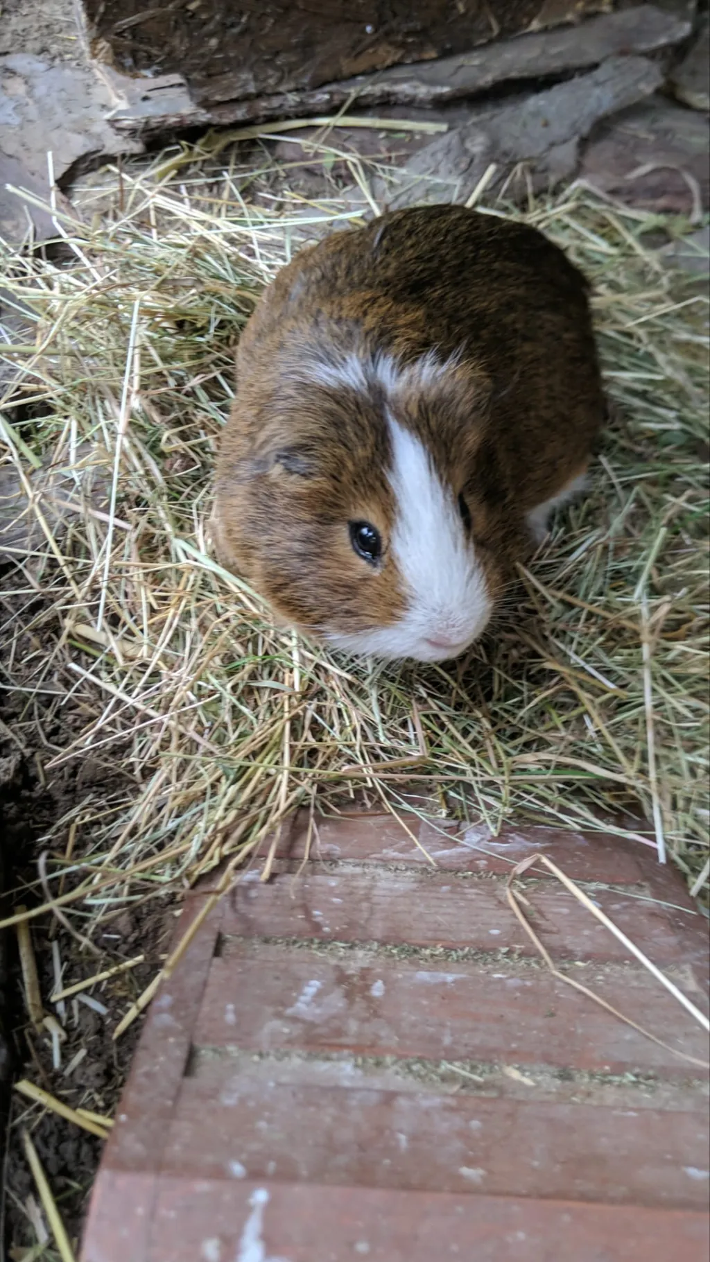 ai character: Himmy  background