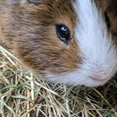 chat with ai character: Himmy 