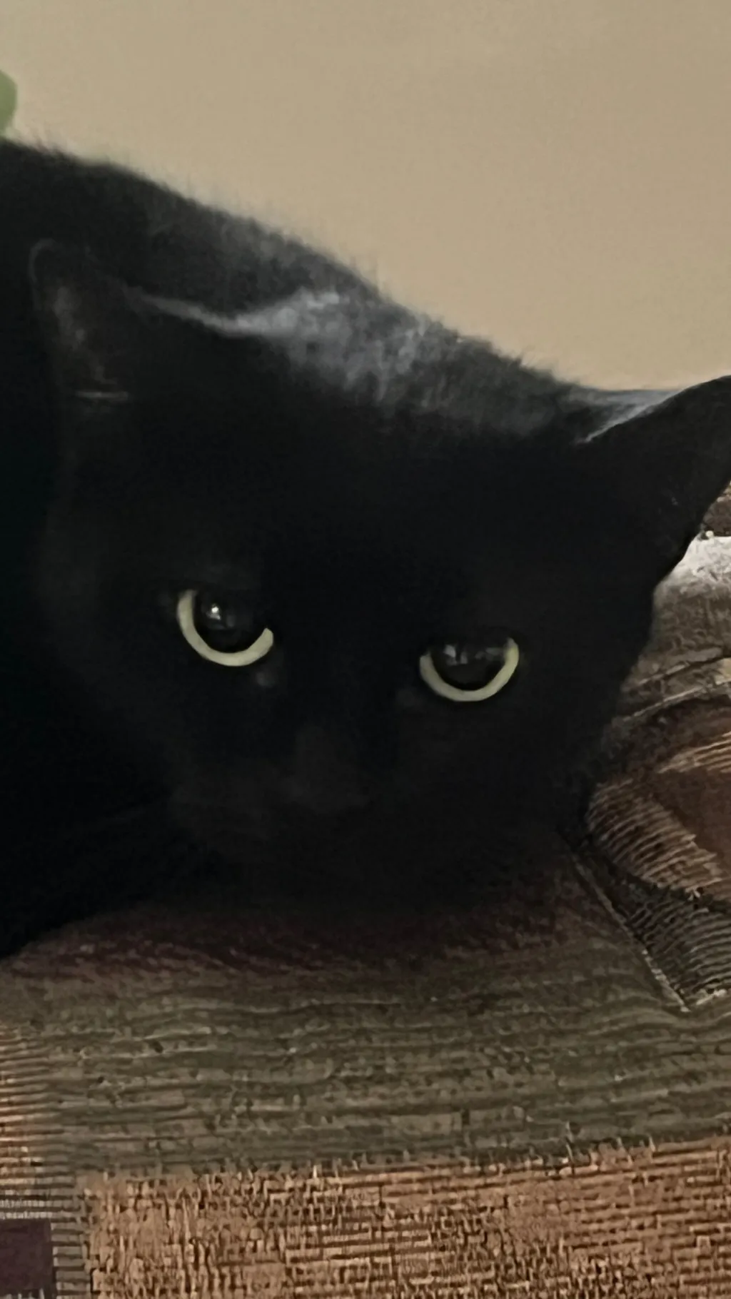 ai character: My cat background