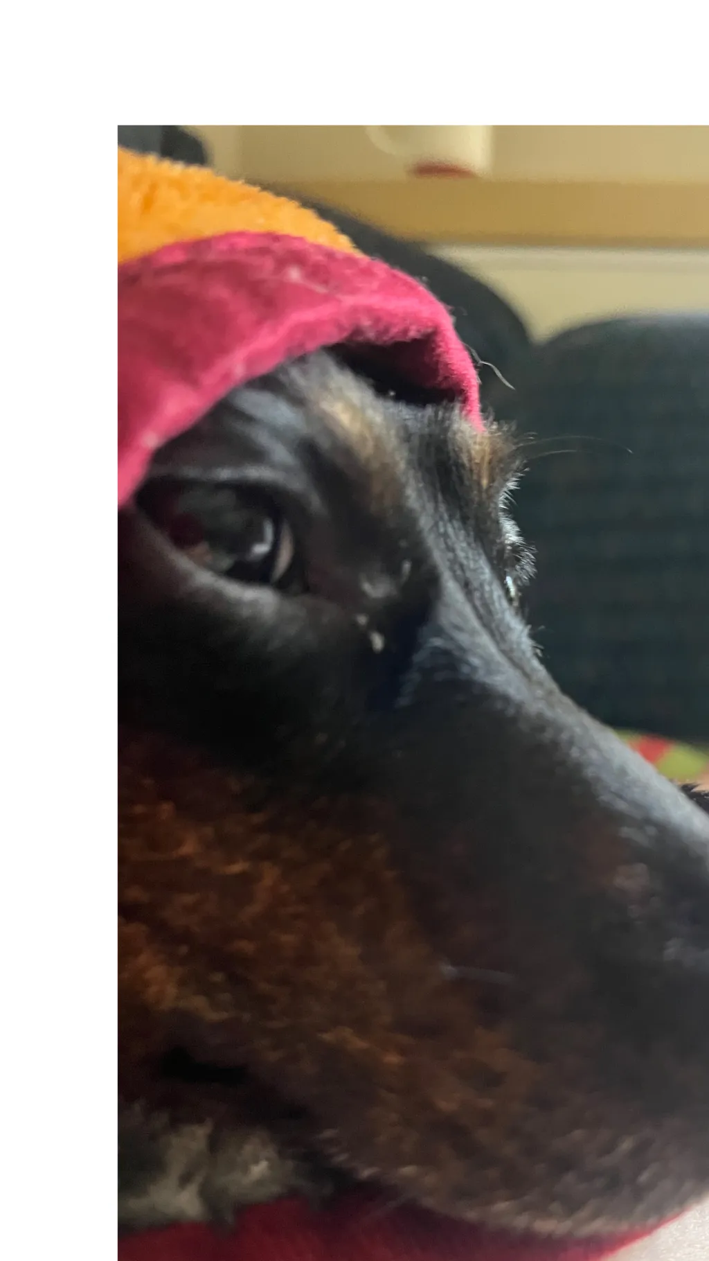 ai character: Lady (my dog) background