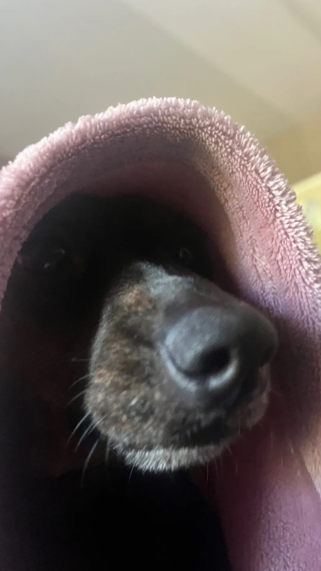 ai character: Lady (my dog) background
