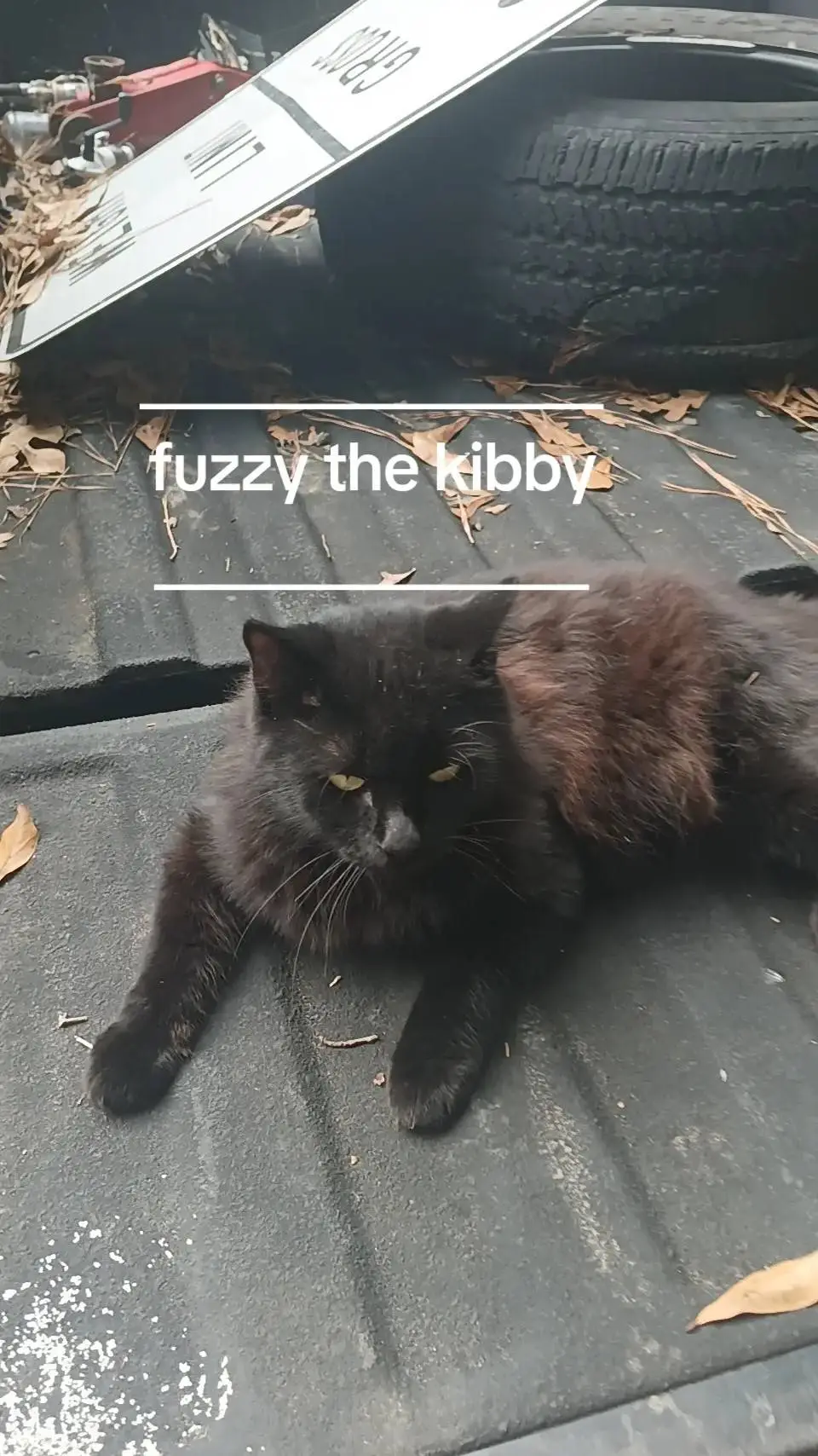 ai character: Fuzzy the kibby background