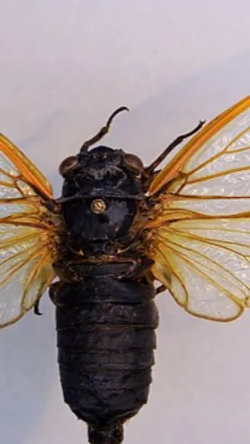 ai character: Zombie apocalypse  background