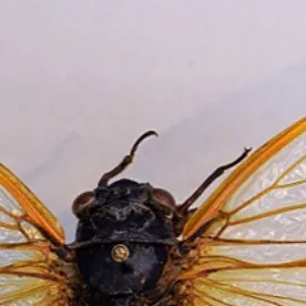 chat with ai character: Zombie apocalypse 