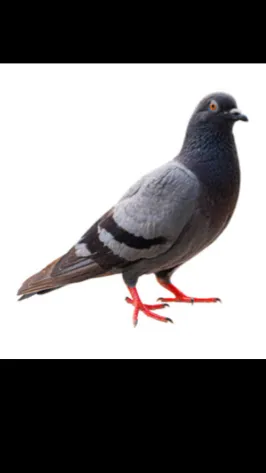 ai character: Pigeon that talks background
