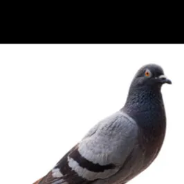 chat with ai character: Pigeon that talks