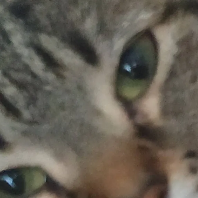 chat with ai character: cat