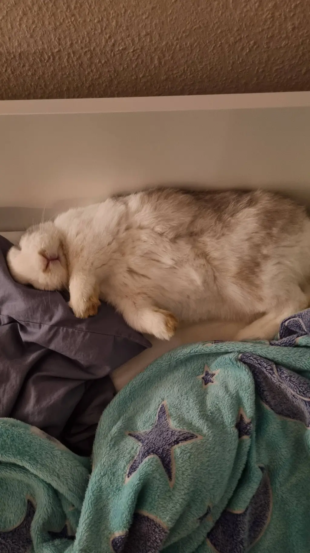 ai character: My big boi bunny  background