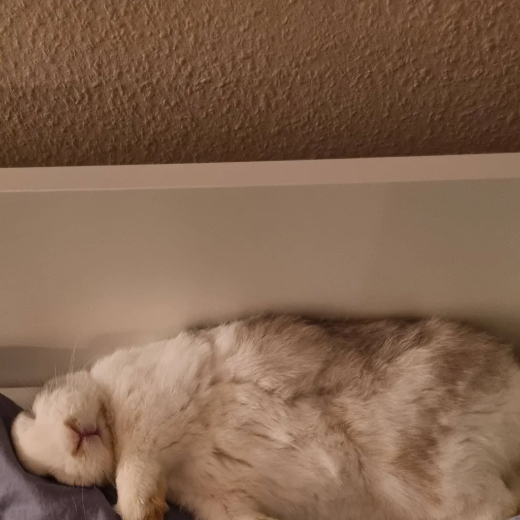 chat with ai character: My big boi bunny 