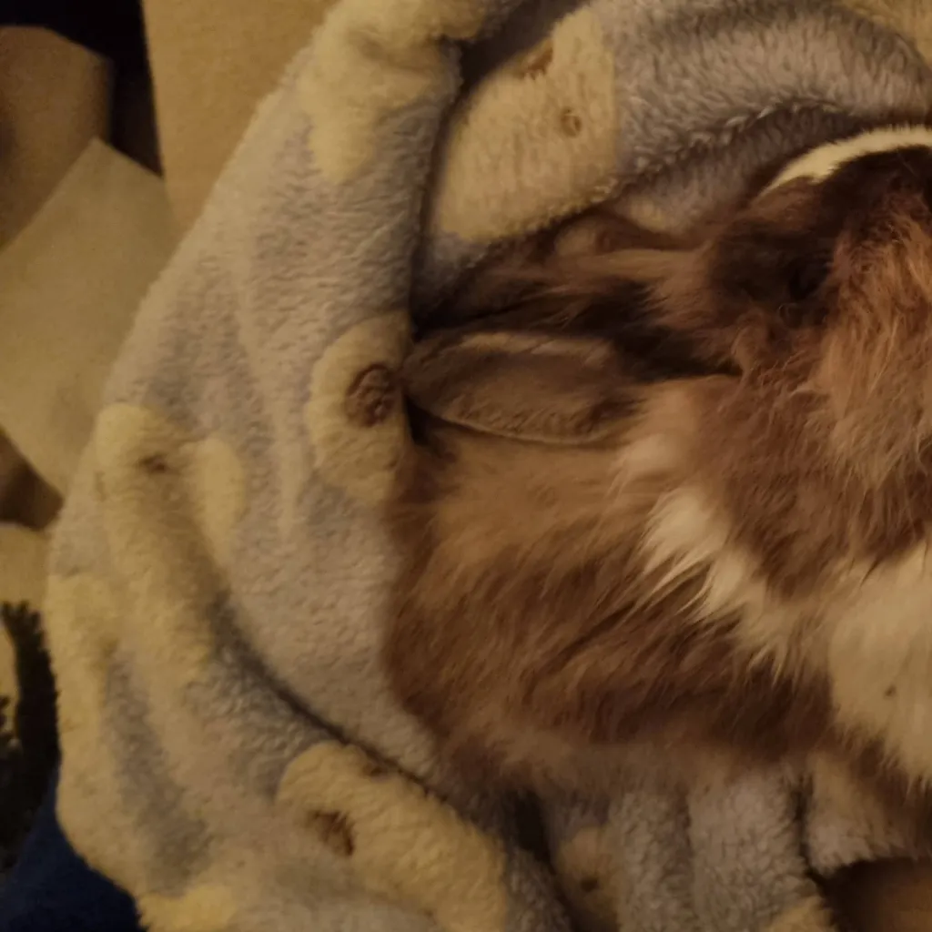 chat with ai character: my rabbit died...😭